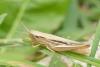 Euchorthippus elegantulus